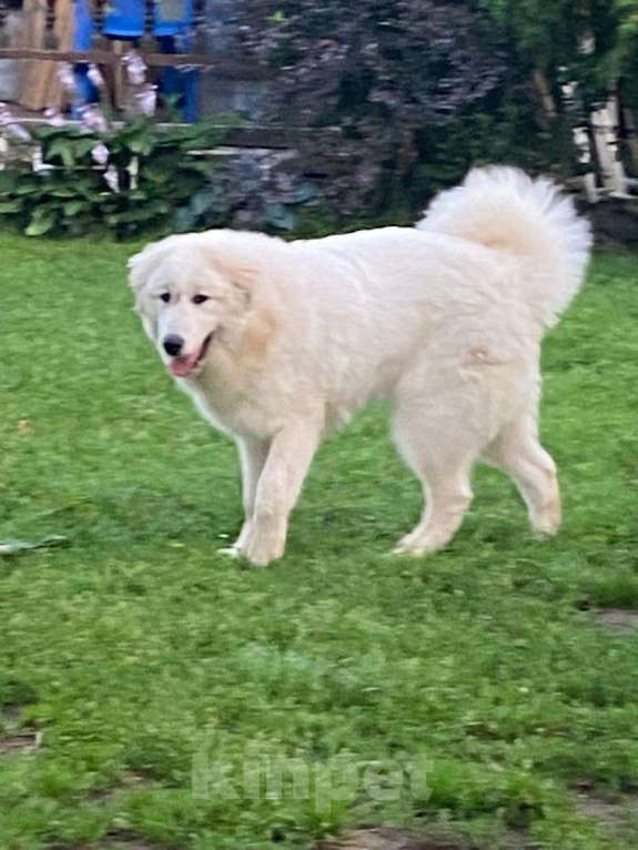 Собаки в Воскресенске: Щенки Пиренейской горной собаки  Мальчик, 50 000 руб. - фото 4