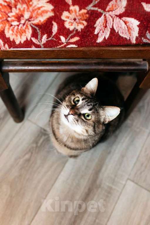 Кошки в Москве: Ручная ласковая кошка Музыка с кисточками на ушах в добрые руки Девочка, 1 руб. - фото 2