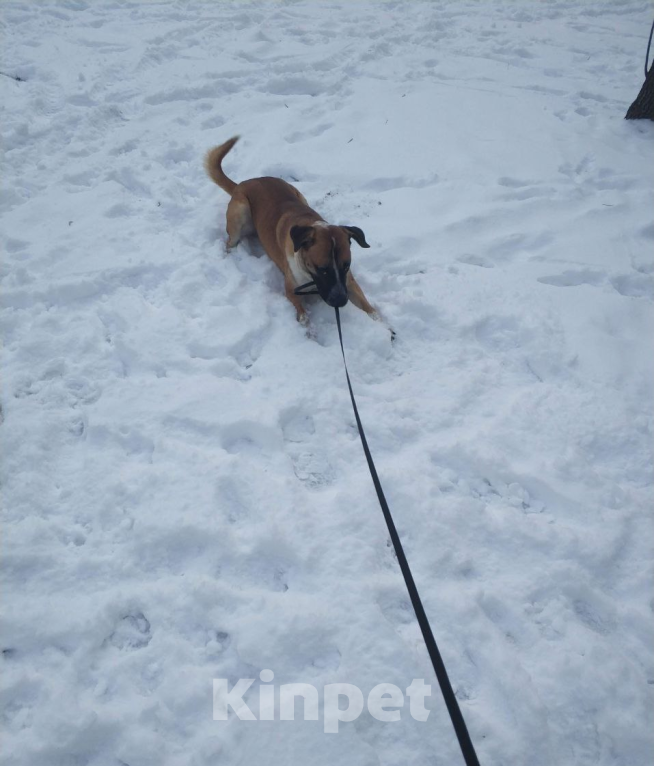 Собаки в Москве: Отдам друга в добрые руки. Мальчик, Бесплатно - фото 3