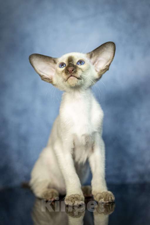 Кошки в Санкт-Петербурге: Сиамские Ориентальные Высокопородные котята Мальчик, 110 000 руб. - фото 4
