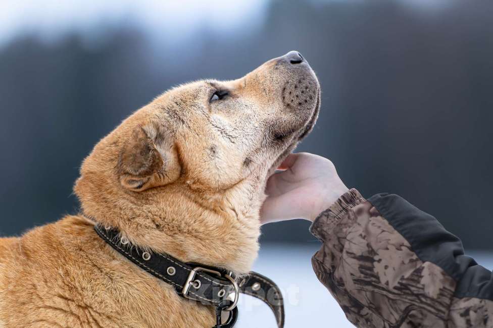 Собаки в Клине: Зоя — самостоятельная собачка с большим сердцем Девочка, Бесплатно - фото 5