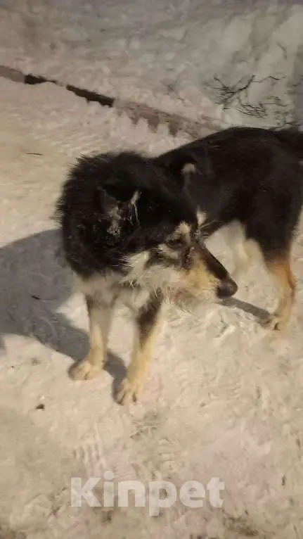 Собаки в Ногинске: Ваше добро останется  Вами! Помогите песику не пропасть... Девочка, Бесплатно - фото 5