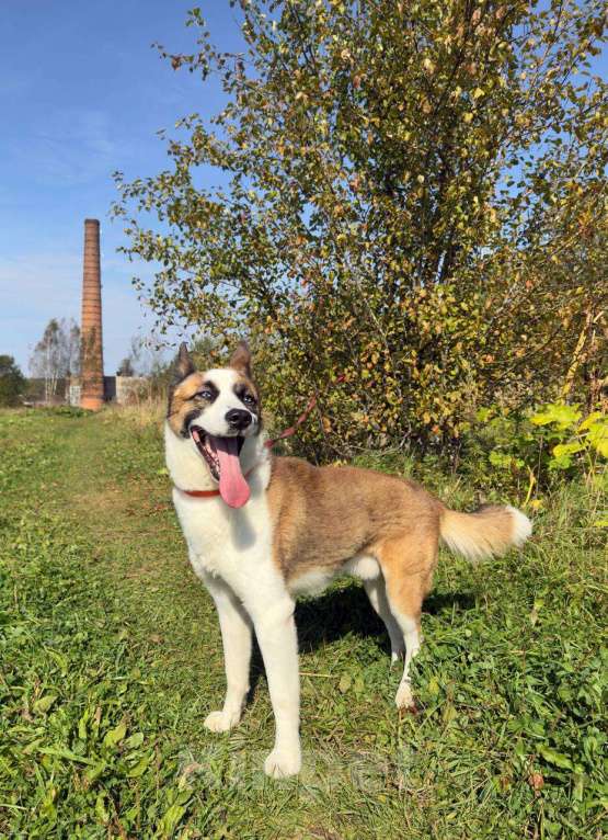 Собаки в других городах Московской области: Деймон Мальчик, Бесплатно - фото 3
