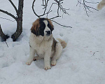 Собаки в других городах Тверской области: Московская сторожевая Девочка, Бесплатно - фото 1