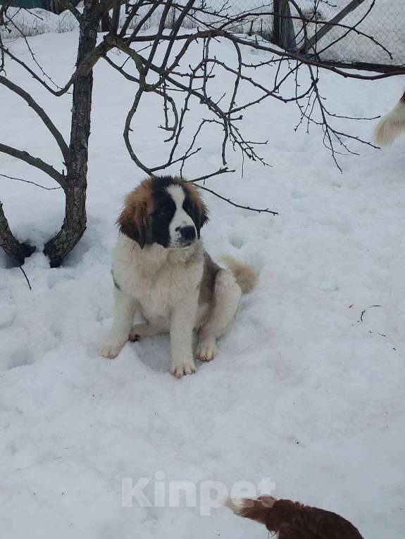 Собаки в других городах Тверской области: Московская сторожевая Девочка, Бесплатно - фото 1