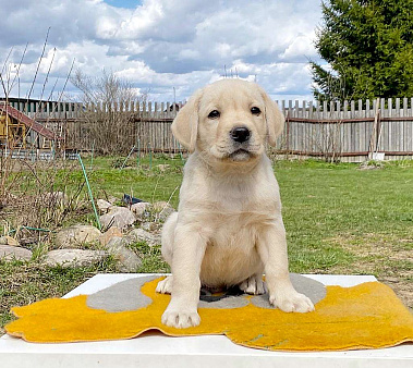 Объявление: Лабрадор щенок палевый девочка 2 мес. РКФ, 50 000 руб., Долгопрудный