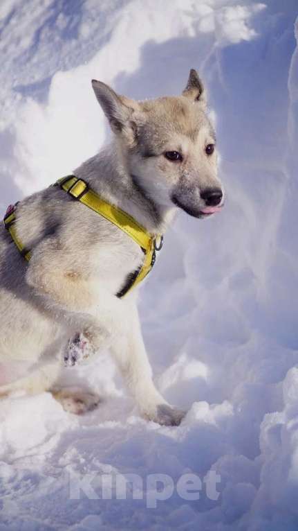 Собаки в Ногинске: Маленькая Чуда ждёт свою семью в приюте Девочка, Бесплатно - фото 3