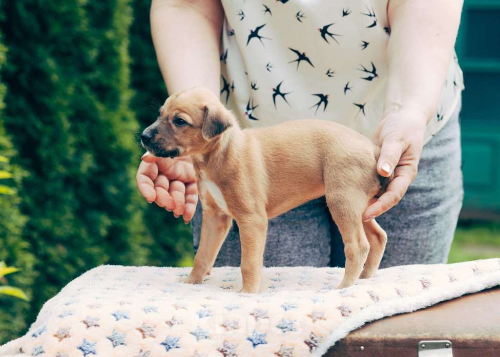 Собаки в Кубинке: Щенки породы Уиппет  Девочка, Бесплатно - фото 2