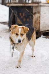 Собаки в Москве: Ирма Девочка, Бесплатно - фото 4