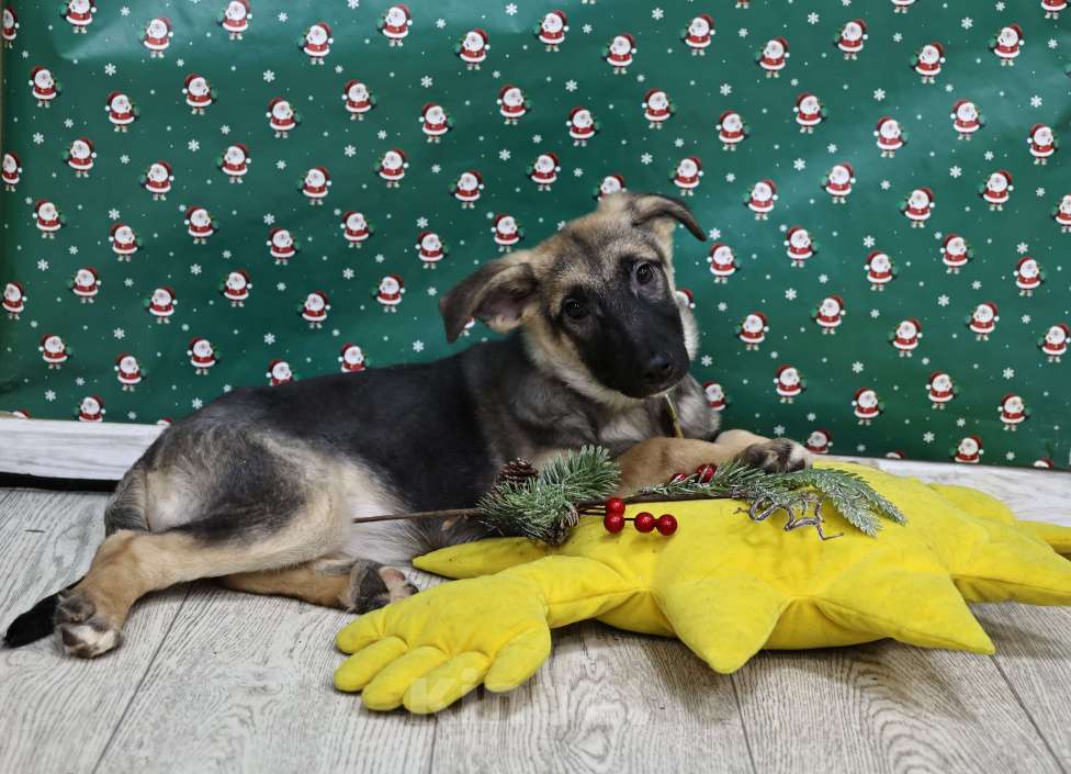 Собаки в Москве: Щенки бесплатно в Москве Девочка, Бесплатно - фото 2