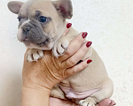 Собаки в Белореченске: Французский бульдог  Мальчик, 25 000 руб. - фото 1