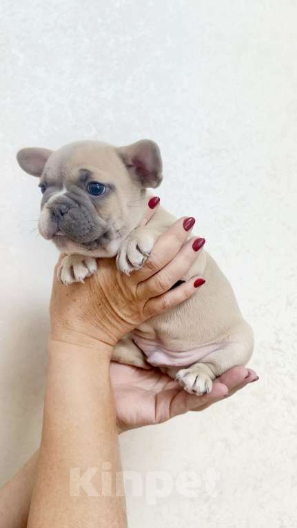 Собаки в Белореченске: Французский бульдог  Мальчик, 25 000 руб. - фото 1
