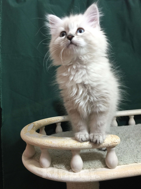 Кошки в Санкт-Петербурге: Невский маскарадный кот  Мальчик, 45 000 руб. - фото 2