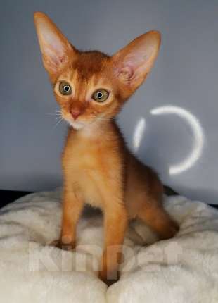 Кошки в Москве: Солнечный соррельчик котик абиссинский, американских линий Мальчик, 50 000 руб. - фото 4