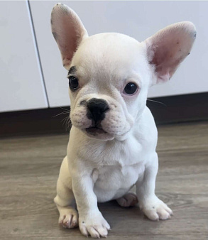 Французский бульдог, щенок