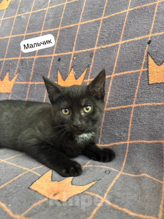 Кошки в Москве: Котенок в добрые руки Разнополые, Бесплатно - фото 3