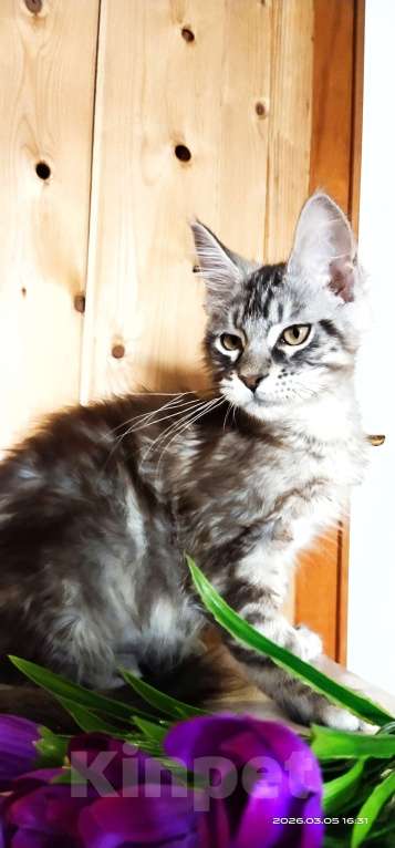 Кошки в Челябинске: 🔥🔥🔥 КОТЕНОК МЕЙН-КУН ДЕВОЧКА Девочка, 10 000 руб. - фото 3