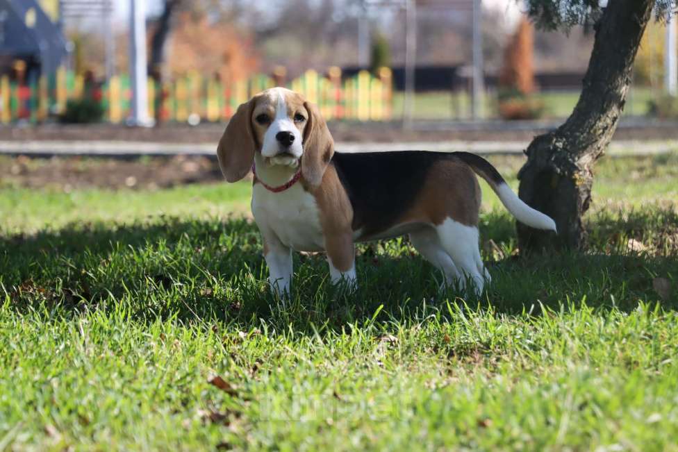 Собаки в Москве: Замечательная бигледевочка в поисках семьи  Девочка, 35 000 руб. - фото 3