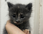 Кошки в Дербенте: Котенок в добрые руки Девочка, Бесплатно - фото 4