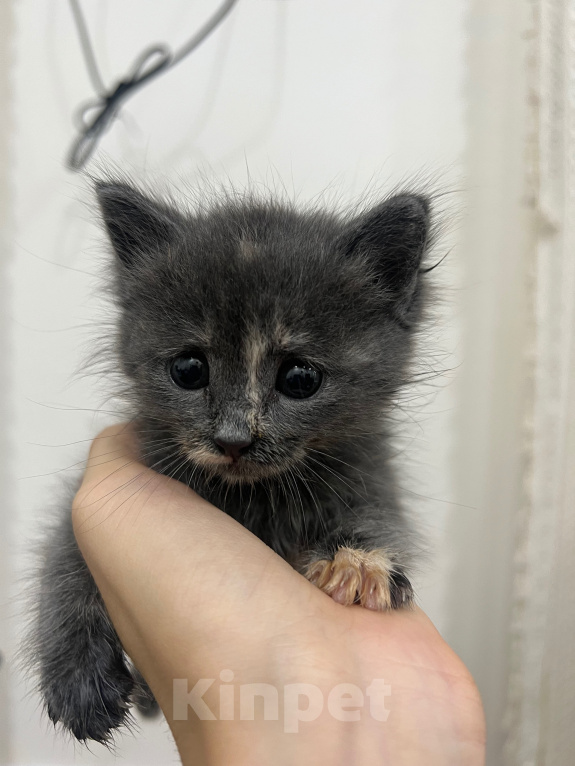 Кошки в Дербенте: Котенок в добрые руки Девочка, Бесплатно - фото 4