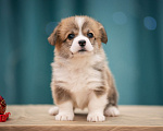 Собаки в Краснодаре: Малышка  Девочка, 75 000 руб. - фото 1