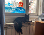 Кошки в Санкт-Петербурге: ПОТЕРЯЛАСЬ кошка Девочка, Бесплатно - фото 1