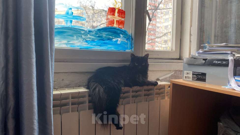 Кошки в Санкт-Петербурге: ПОТЕРЯЛАСЬ кошка Девочка, Бесплатно - фото 1