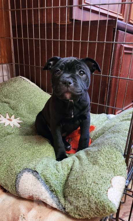 Собаки в Туле: Стаффорлширский бультерьер  Девочка, 60 000 руб. - фото 4