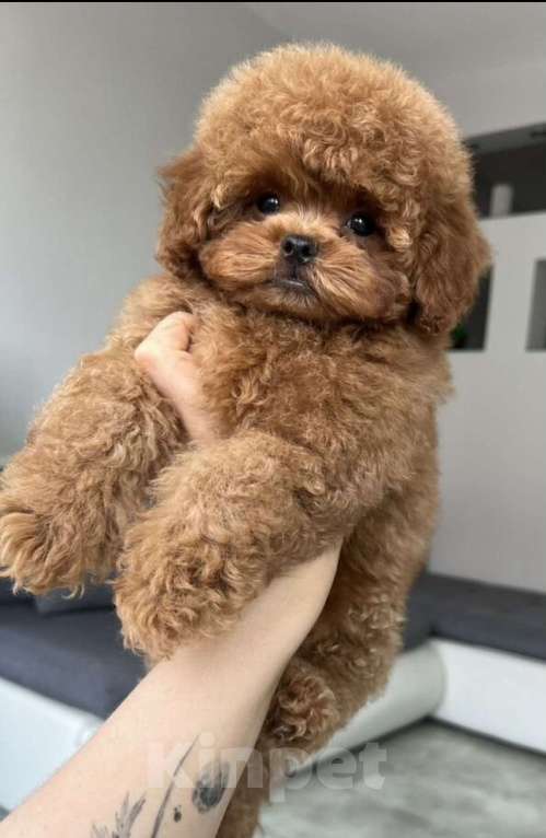 Собаки в Владикавказе: Мальтипу Ф2 Мальчик, 150 000 руб. - фото 2