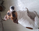 Собаки в Красноярске: Джек рассел вязка Мальчик, 10 руб. - фото 3