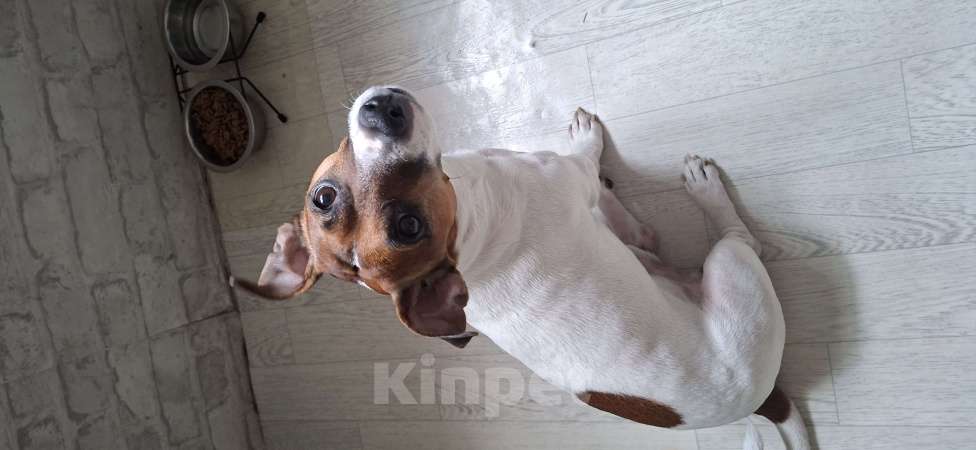 Собаки в Красноярске: Джек рассел вязка Мальчик, 10 руб. - фото 3