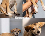 Собаки в Москве: Пять маленьких сердец ищут дом. Девочка, Бесплатно - фото 4