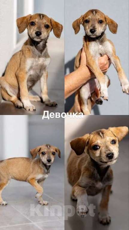 Собаки в Москве: Пять маленьких сердец ищут дом. Девочка, Бесплатно - фото 4