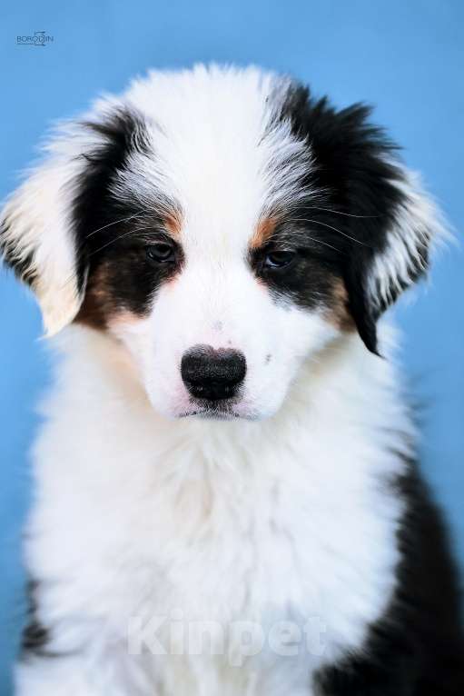 Собаки в других городах Новосибирской области: Щенки австралийской овчарки Девочка, Бесплатно - фото 1