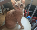Кошки в Москве: Котенок в дар Мальчик, Бесплатно - фото 1