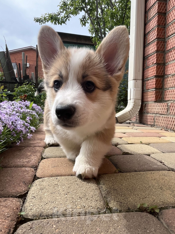 Собаки в Краснодаре: Щенки вельш корги пемброк Девочка, 100 000 руб. - фото 8