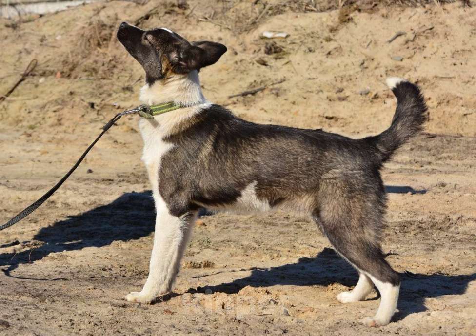 Собаки в Воронеже: Маленькая собачка в хорошие руки  Девочка, Бесплатно - фото 3