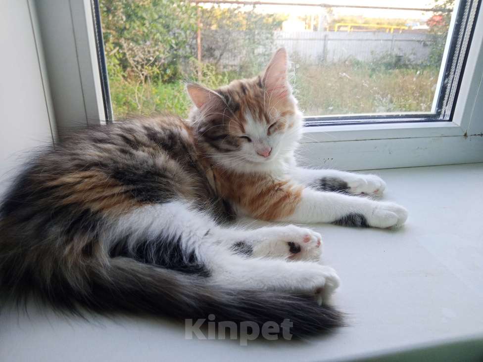 Кошки в других городах Воронежской области: Отдадим в хорошие руки Девочка, Бесплатно - фото 4