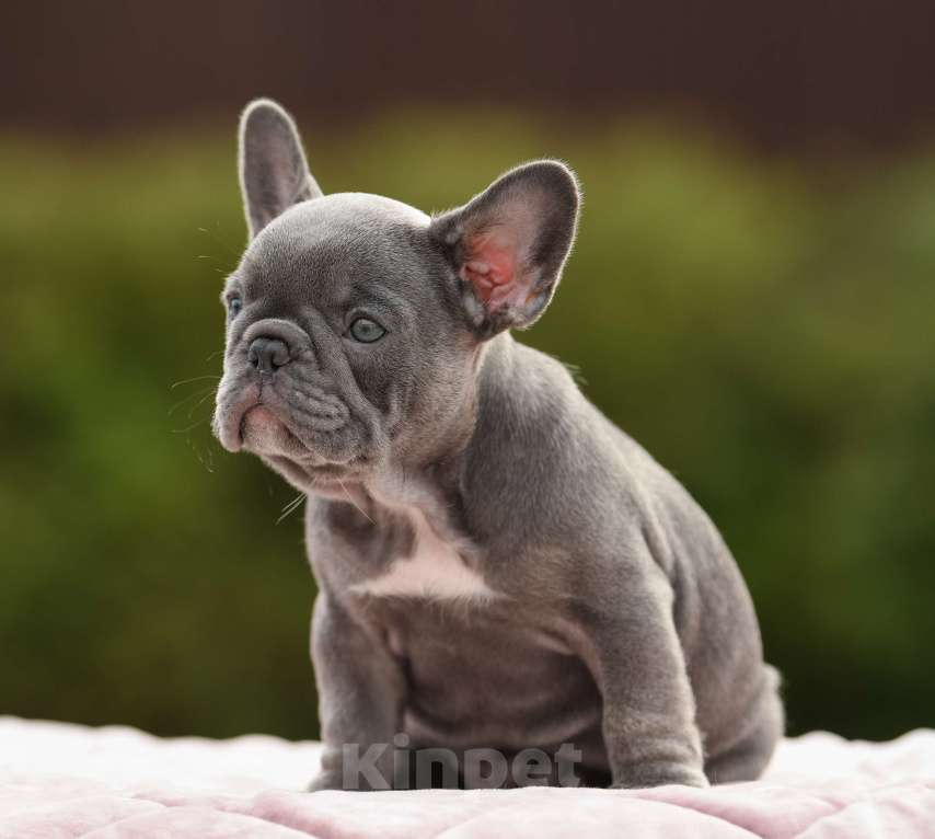 Собаки в Брянске: Тильда Девочка, 120 000 руб. - фото 2