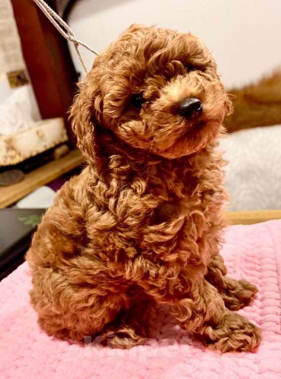 Собаки в Владивостоке: Продаётся мальчик той-пудель красный  Мальчик, 100 000 руб. - фото 2