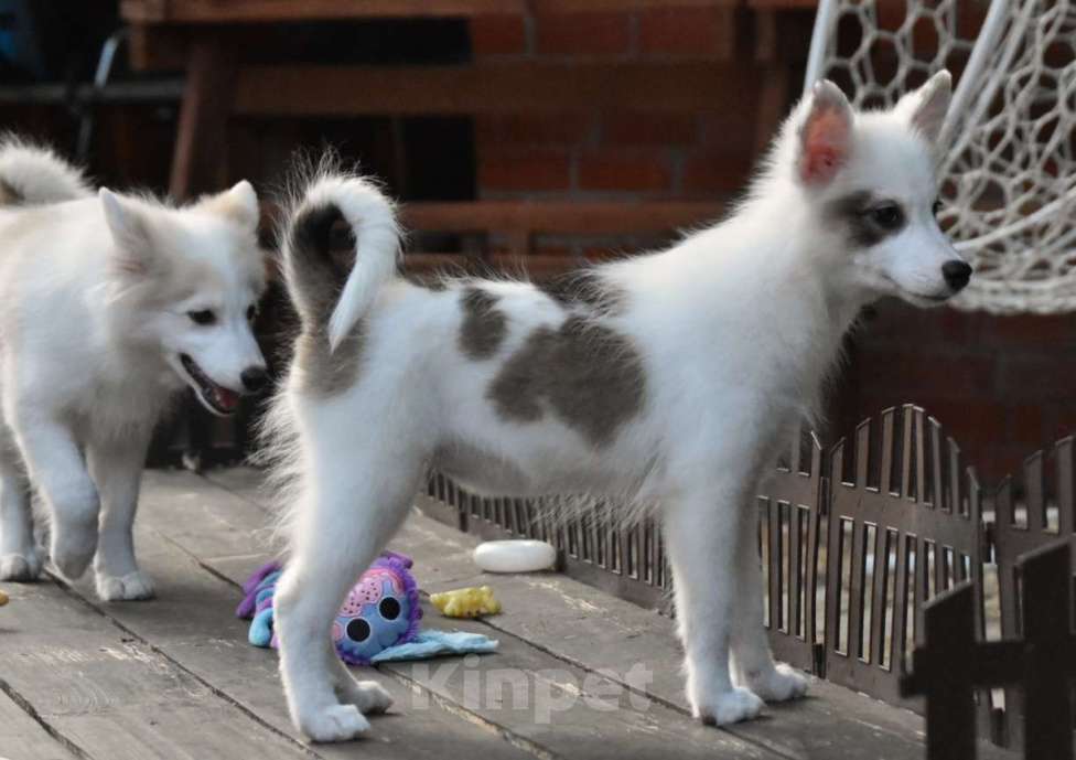 Собаки в Москве: Ненецкая оленегонная лайка. Сука Аврора. Девочка, 60 000 руб. - фото 7