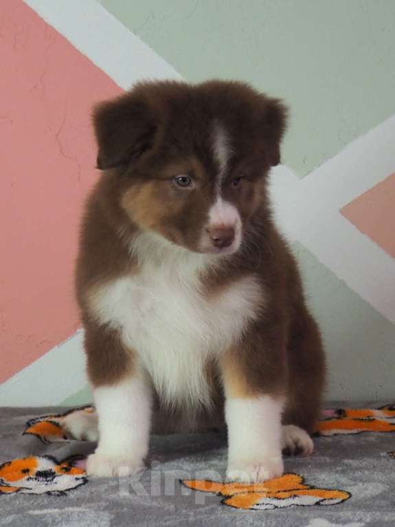Собаки в Липецке: Щенки австралийской овчарки РКФ Девочка, Бесплатно - фото 2