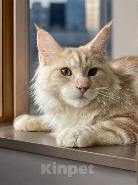 Кошки в Москве: КОТЕНОК МЕЙН-КУН Мальчик, 70 000 руб. - фото 6