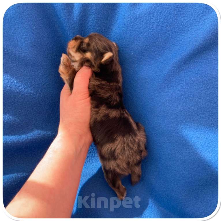 Собаки в Москве: Большой йорк мальчик блю мерле Мальчик, Бесплатно - фото 4