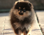 Собаки в Москве: Очень красивая девочка померанского шпица Девочка, 180 000 руб. - фото 9
