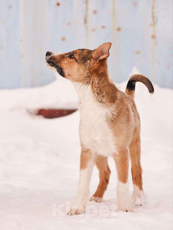 Собаки в других городах Московской области: Эден якутенок Мальчик, Бесплатно - фото 2