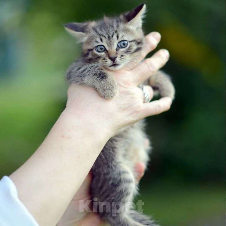 Кошки в Москве: Маленький котенок Симба Мальчик, Бесплатно - фото 5