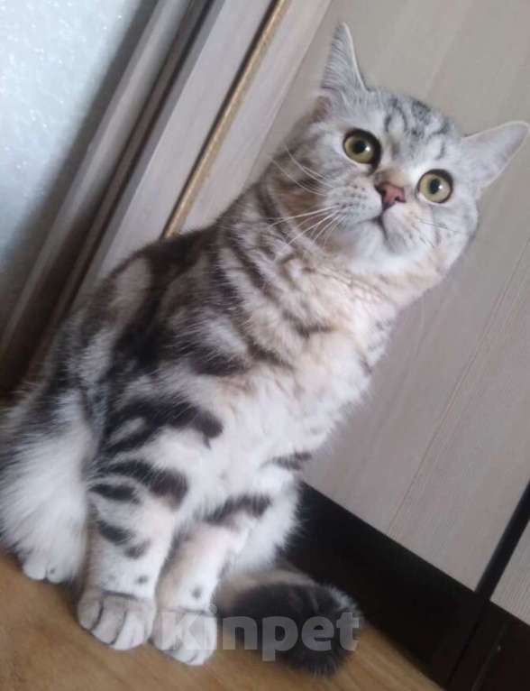 Кошки в Омске: Шотландские котята  Мальчик, 8 000 руб. - фото 2