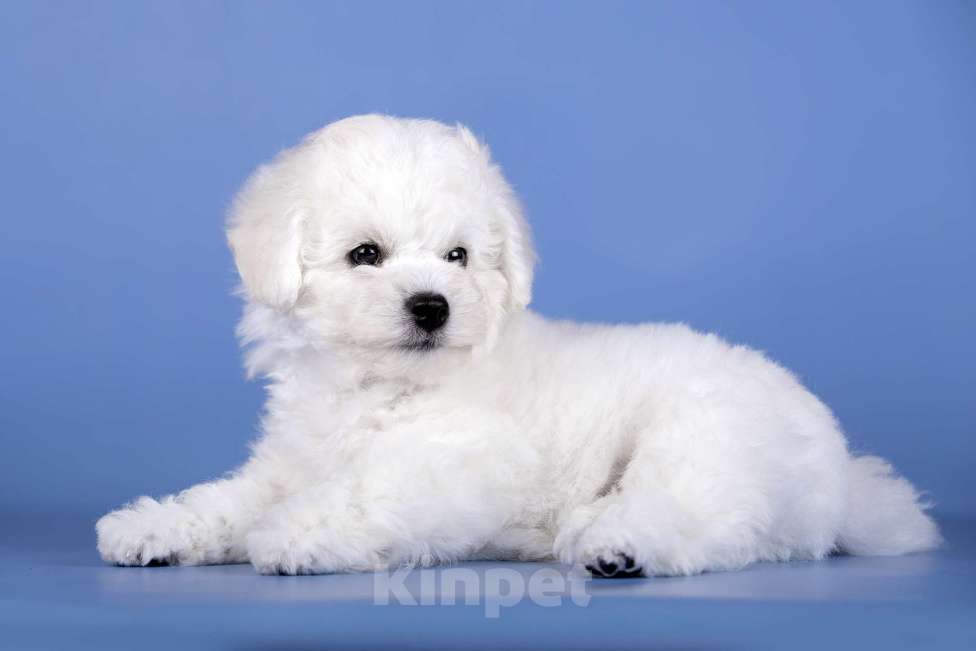 Собаки в Москве: Щенок Бишон Фризе мальчик  питомник SNОW WНIТЕ LАМВ Мальчик, Бесплатно - фото 5