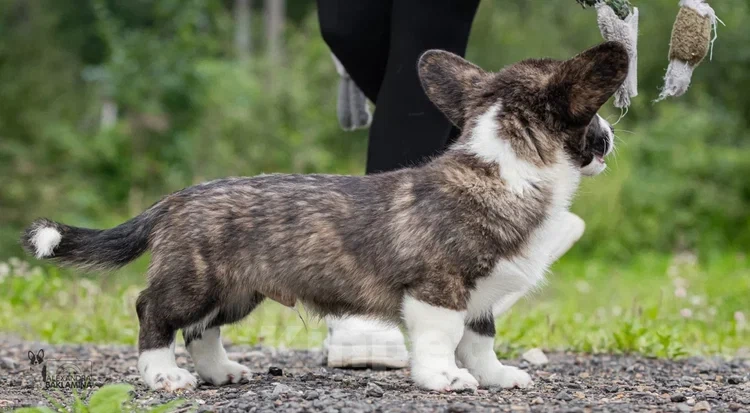 Собаки в других городах Московской области: Янто Мальчик, 50 000 руб. - фото 2